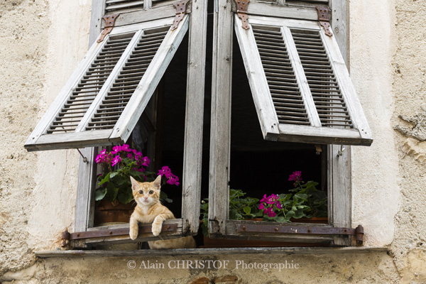 Les Chats A L Honneur Editions Equinoxe